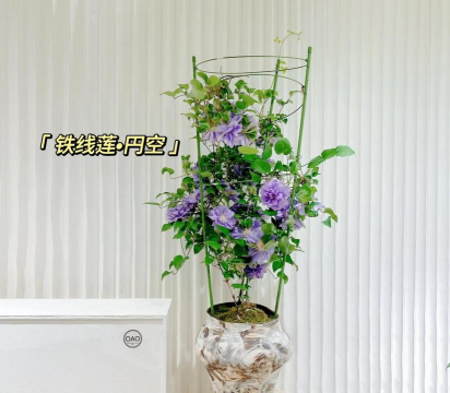 铁盆 养花 铁盆 养花