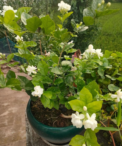 家庭养花用生根粉