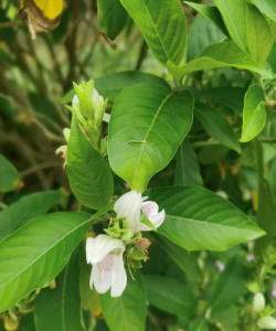 有种植物叫什么鸭嘴