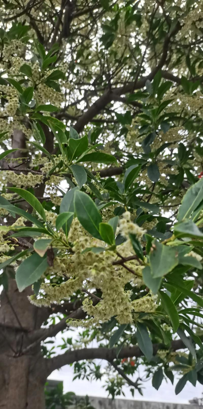 杜英什么时候开花