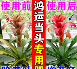 家庭养花用生根粉