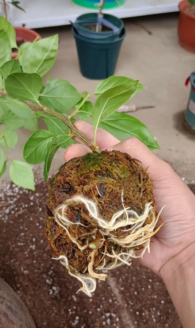 家庭养花用生根粉