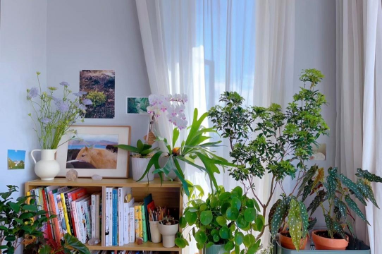 家庭养花用生根粉