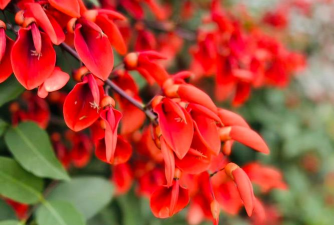 龙牙花又叫什么花