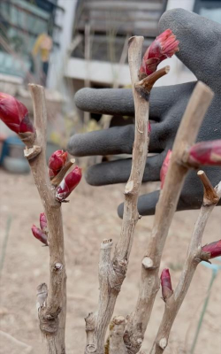 家庭养花用生根粉
