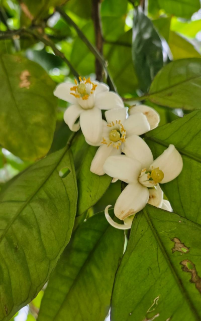 胡柚什么时候开花的