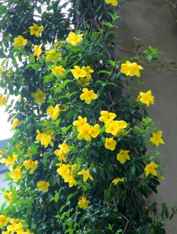 黄婵什么时候修剪