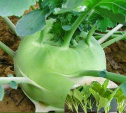 苤蓝什么时候买芥菜