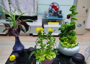 家庭养花用生根粉