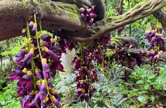 长春油麻藤什么科