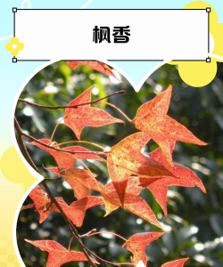 怎么描述枫香的花