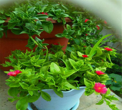 家庭养花用生根粉