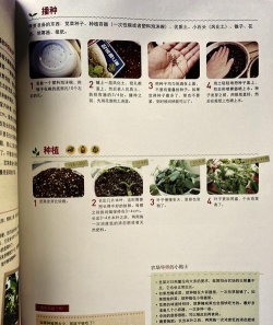 苋菜籽怎么种植方法