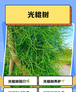 广西光棍树是什么树