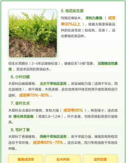 桂花嫁接到什么粘木