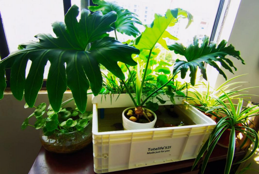 家庭养花用生根粉