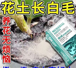家庭养花用生根粉