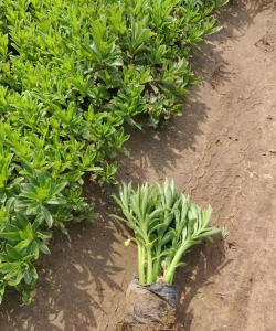 三七景天怎么养