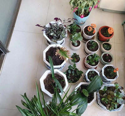 家庭养花用生根粉