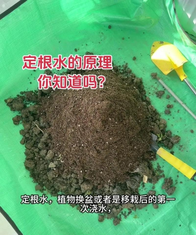 家庭养花用生根粉