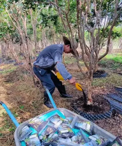 家庭养花用生根粉