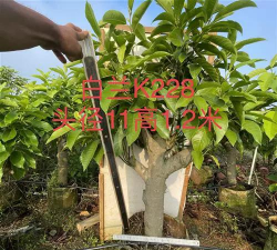 什么树桩嫁接黄角兰