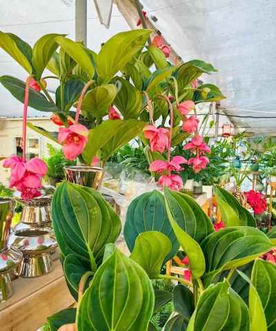 家庭养花用生根粉