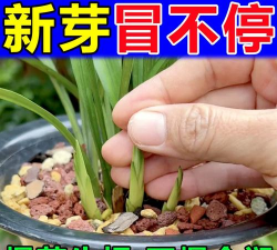 家庭养花用生根粉