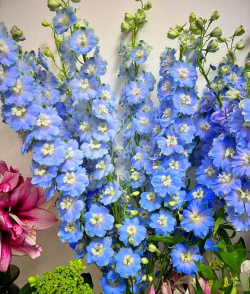 大飞燕花是什么颜色