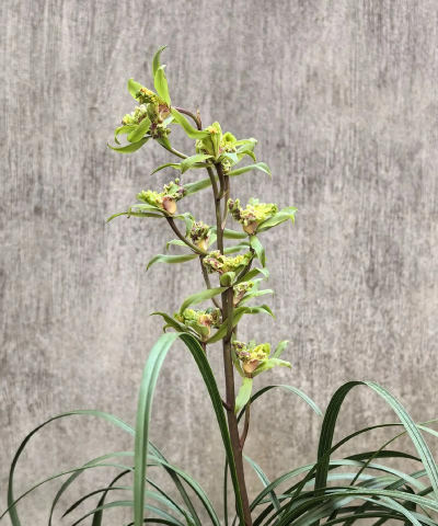 绿牡丹是什么品种兰花