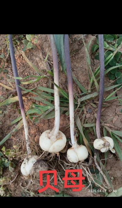 贝母植物长什么样