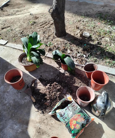 家庭养花用生根粉