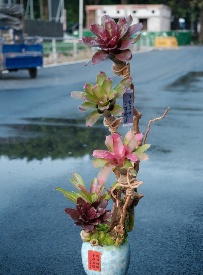 家庭养花用生根粉