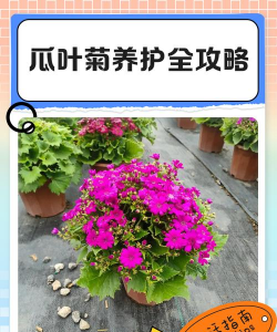 瓜叶菊怎么保养