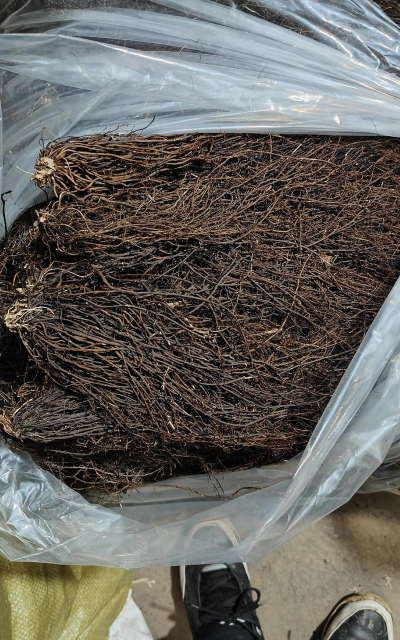 威灵仙养殖什么土地