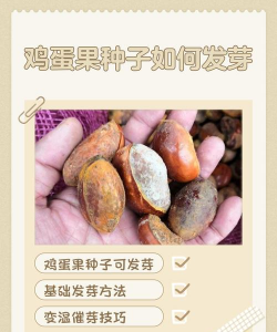 黄金果种子怎么处理