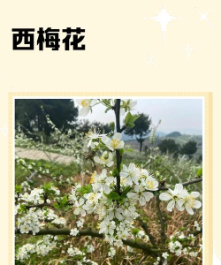 西安梅花什么时候开花