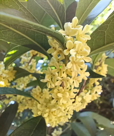 金桂别名叫什么