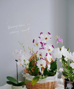 家庭养花用生根粉