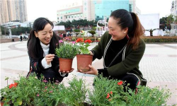 家庭养花用生根粉