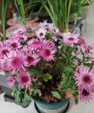 家庭养花用生根粉