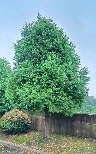 衢州市 是什么市树