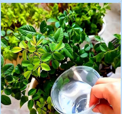 家庭养花用生根粉