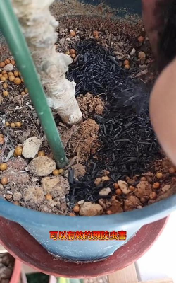 家庭养花用生根粉