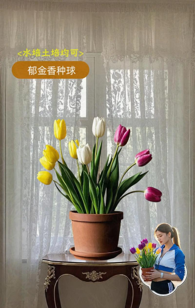 家庭养花用生根粉