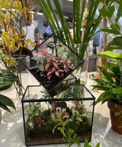 家庭养花用生根粉