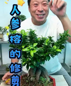 如何修剪人参榕