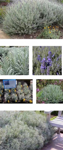 银叶薰衣草是什么品种