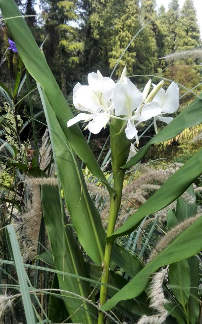 老姜花是什么意思