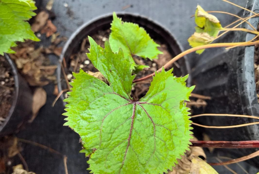 山荷叶属于什么类植物